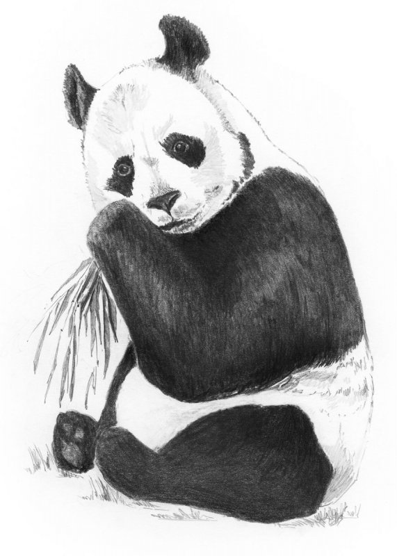 sketching  skizzieren  malen mit bleistift  panda