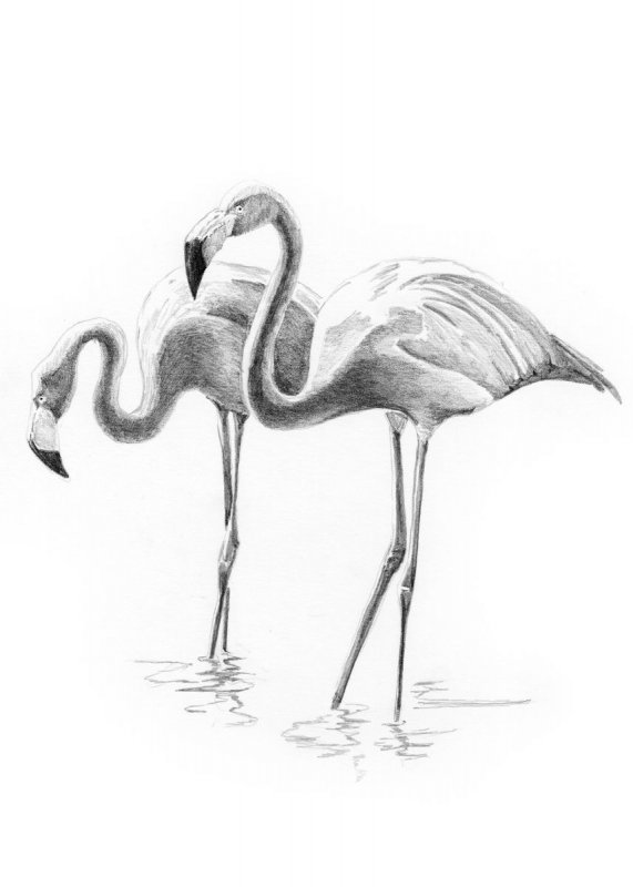 Flamingo Sketchup