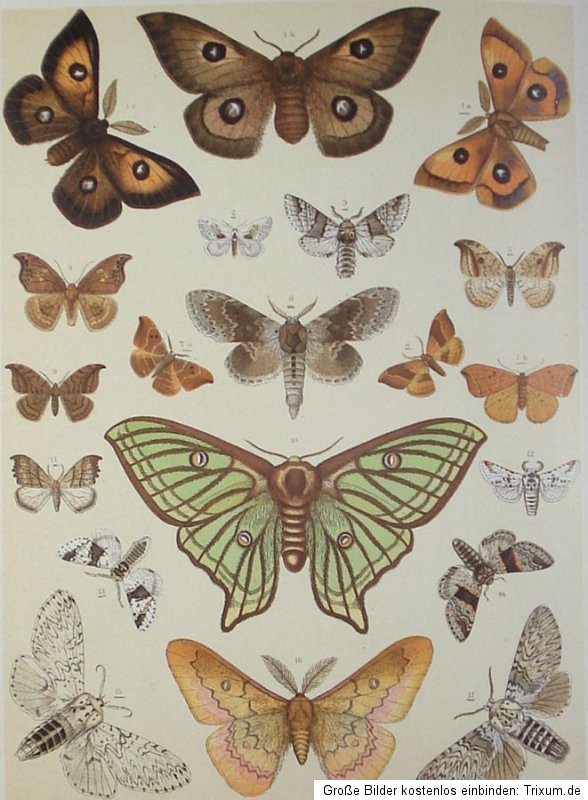 1908 10 Schmetterlinge 95 Chromolithos Europas Butterflies Lepidoptera