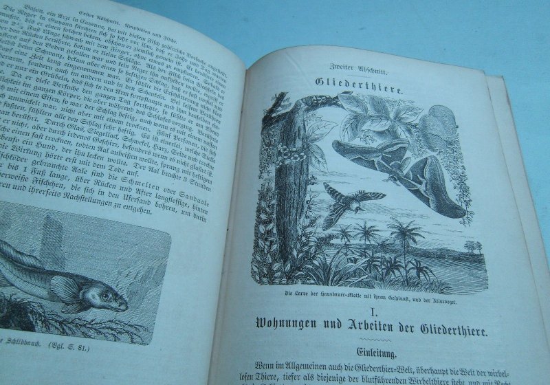 AUS DEM REICHE DER TIERWELT 1870 Fische Gliedertiere Mollusken