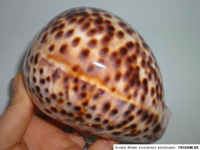 Large Cypraea Tigris, 112mm length  