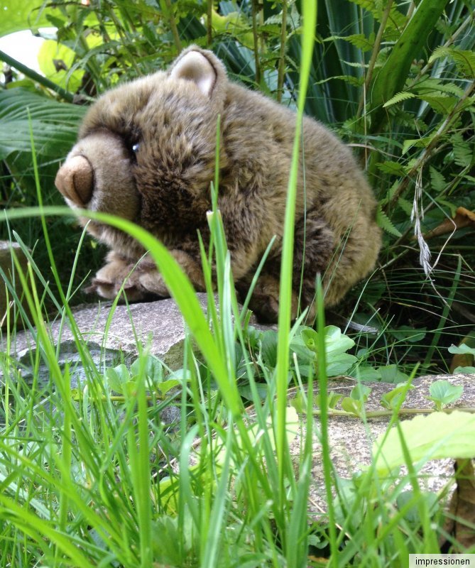 teddy hermann wombat