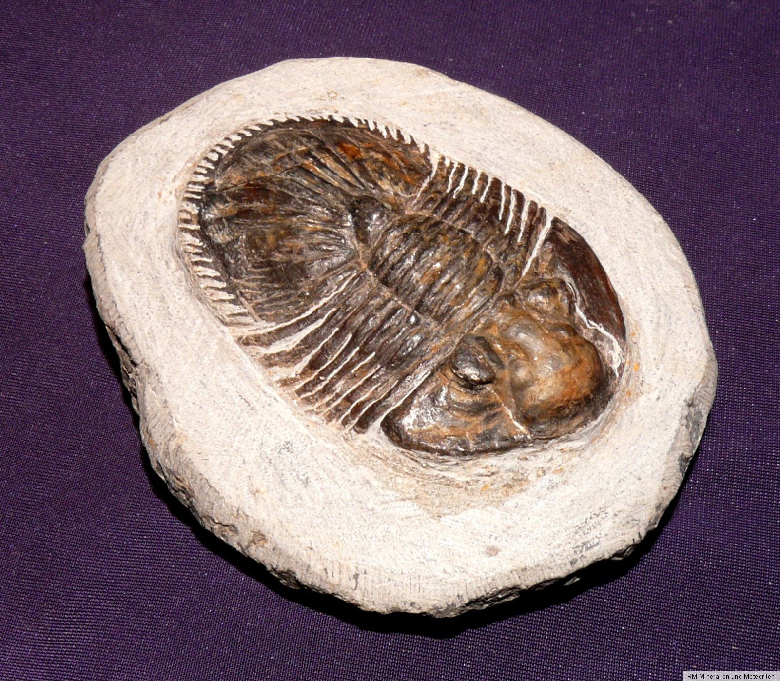 Trilobit Thysanopeltis Fossil Marokko, Fossil, 241,9g 86x74x32mm eBay