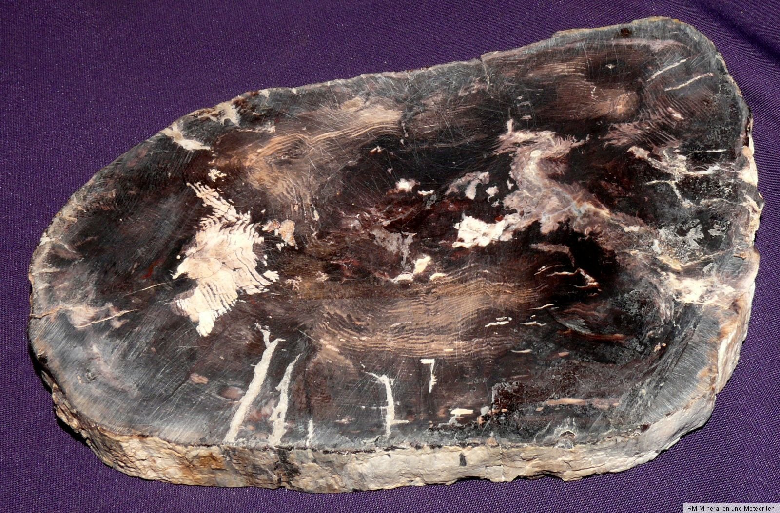 Scheibe versteinertes Holz Cherry Creek 479,3g 154x107x15mm Kamin-Ofen