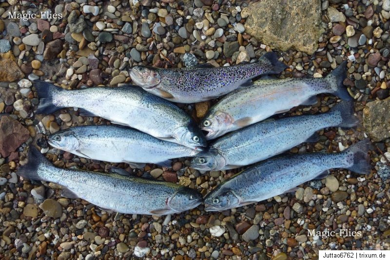 4 St Goldkopf PINKI Nymphen # 10 Top Killer-Nymphe Saibling Forelle Put /& Take